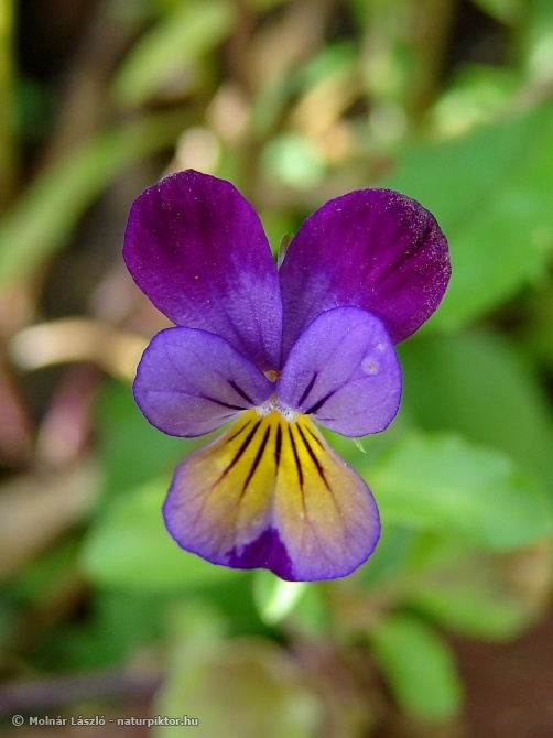 008.JPG 008.JPG