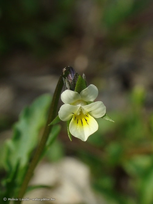 A00. Viola arvensis.jpg
