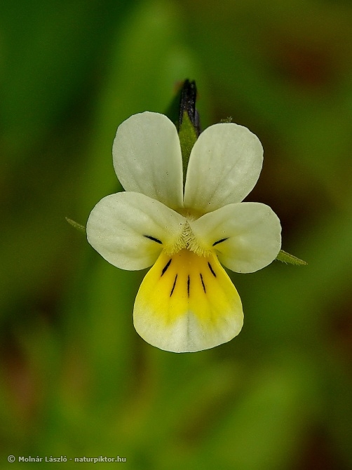 A01. Viola arvensis.jpg A01. Viola arvensis.jpg