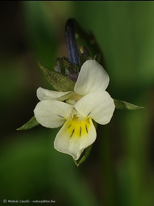A02. Viola arvensis.jpg
