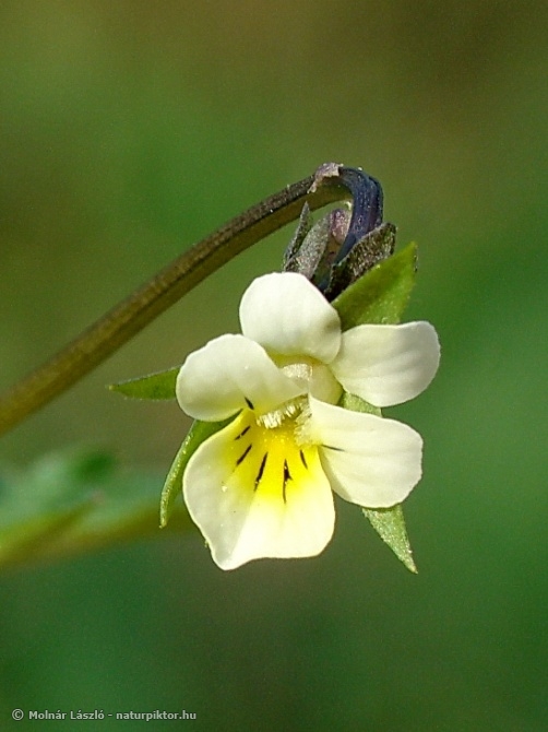 A03. Viola arvensis.jpg A03. Viola arvensis.jpg