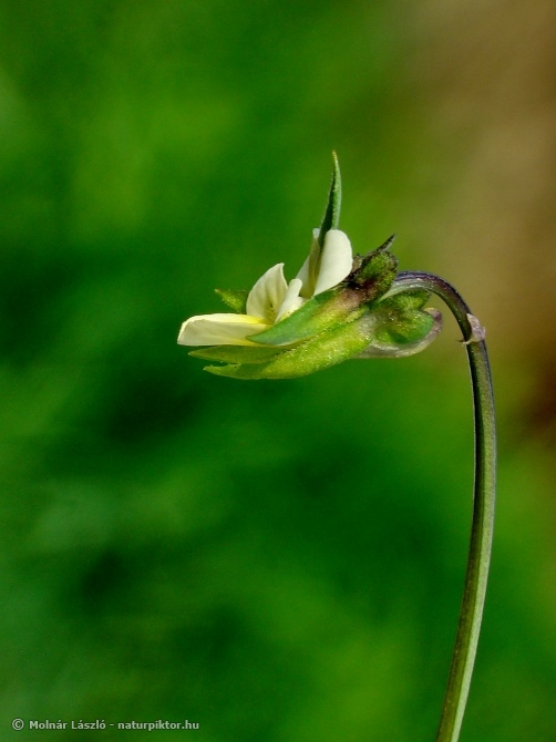 A06. Viola arvensis.jpg