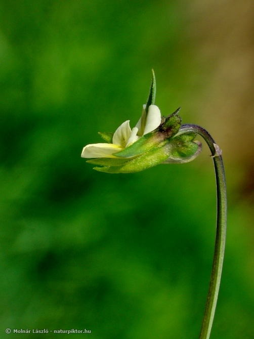 A06. Viola arvensis.jpg A06. Viola arvensis.jpg