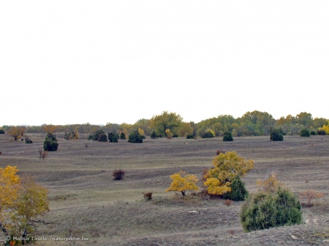 222 élőhely ZDSC04061ss.JPG 222 élőhely ZDSC04061ss.JPG