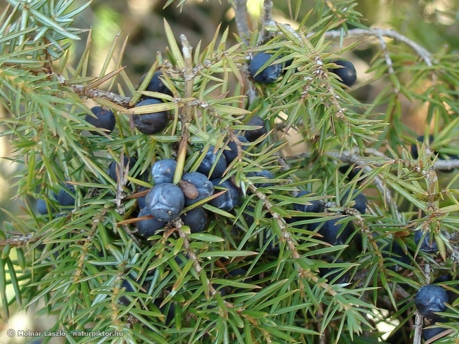 888. XDSC01779ss.JPG 888. XDSC01779ss.JPG