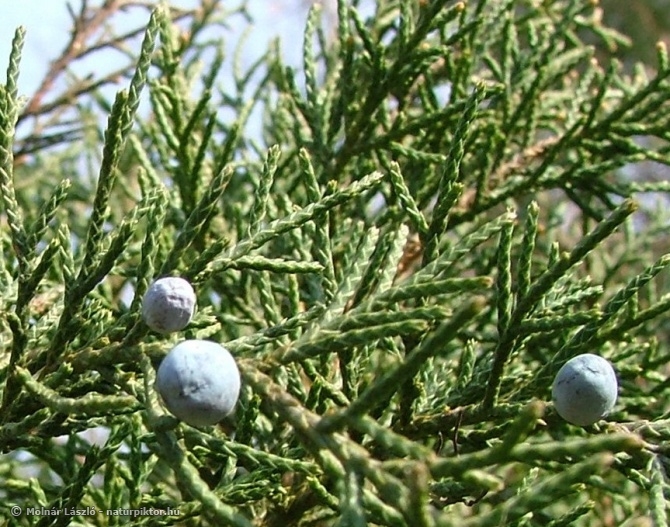 J. virginiana 01..ss.jpg J. virginiana 01..ss.jpg