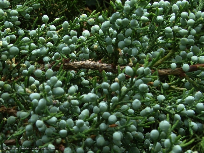 Juniperus virginiana 03. DSC07885ss.JPG