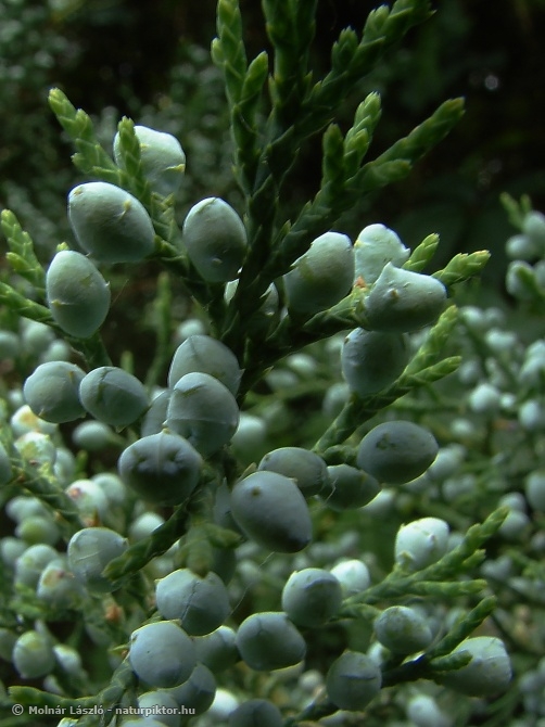 Juniperus virginiana 04. DSC07887ss.JPG