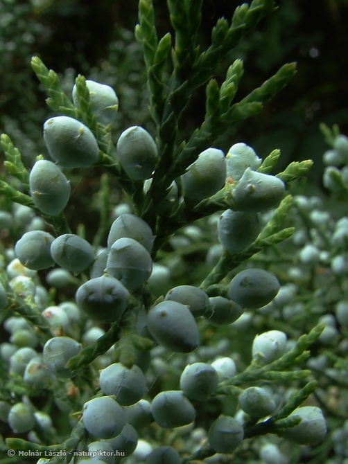 Juniperus virginiana 04. DSC07887ss.JPG Juniperus virginiana 04. DSC07887ss.JPG