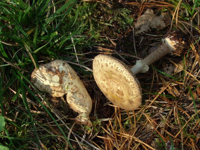 Amanita citrina (citromgalóca) Vomb-erdő, SWE Amanita citrina (citromgalóca) Vomb-erdő, SWE
