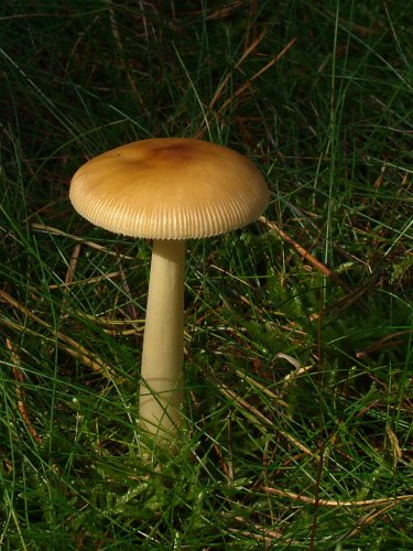 Amanita fulva (rőt selyemgomba) Vomb-erdő, SWE, Amanita fulva (rőt selyemgomba) Vomb-erdő, SWE,