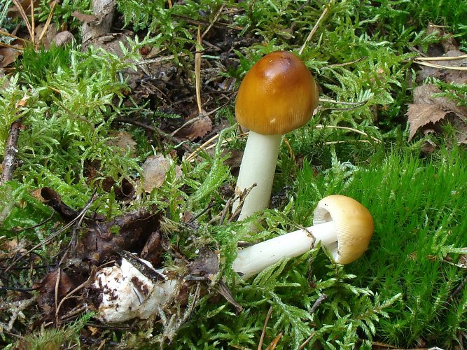 Amanita fulva (rőt selyemgomba) Vomb-erdő, SWE Amanita fulva (rőt selyemgomba) Vomb-erdő, SWE