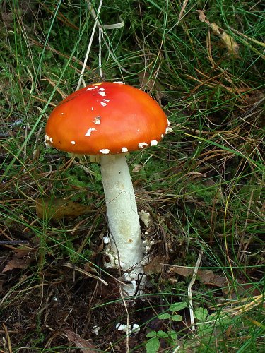 Amanita muscaria (légyölő galóca) 1., Vomb-erdő, SWE Amanita muscaria (légyölő galóca) 1., Vomb-erdő, SWE