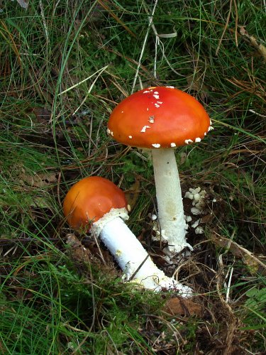Amanita muscaria (légyölő galóca) 2., Vomb-erdő, SWE Amanita muscaria (légyölő galóca) 2., Vomb-erdő, SWE