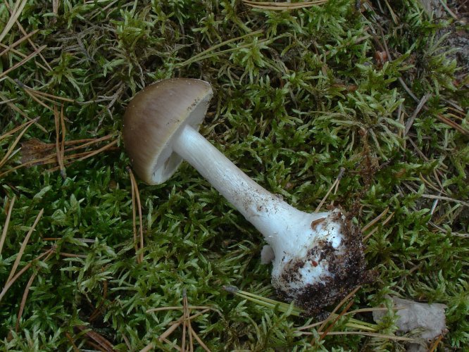 Amanita porphyria (bíbor galóca) Vomb-erdő, SWE Amanita porphyria (bíbor galóca) Vomb-erdő, SWE