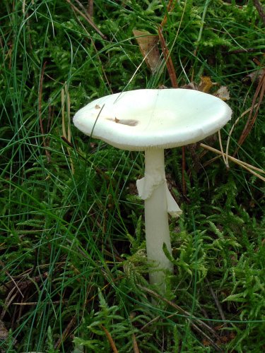Amanita verna (fehér galóca) 1., Vomb-erdő, SWE Amanita verna (fehér galóca) 1., Vomb-erdő, SWE
