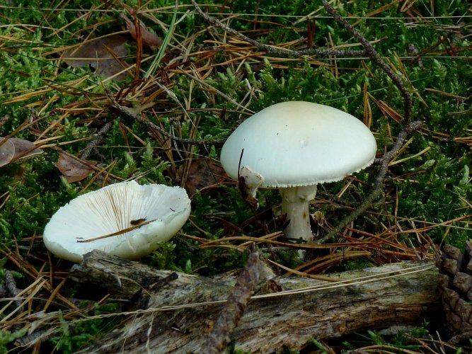 Amanita verna (fehér galóca) 2., Vomb-erdő, SWE Amanita verna (fehér galóca) 2., Vomb-erdő, SWE