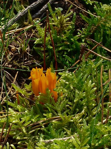 Calocera viscosa (narancsszínű enyveskorallgomba) Vomb-erdő, SWE Calocera viscosa (narancsszínű enyveskorallgomba) Vomb-erdő, SWE