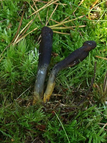 Elaphocordyceps ophioglossoides (triflaáruló-gomba) 1., Vomb-erdő, SWE Elaphocordyceps ophioglossoides (triflaáruló-gomba) 1., Vomb-erdő, SWE