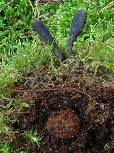 Elaphocordyceps ophioglossoides (triflaáruló-gomba) 2., Vomb-erdő, SWE Elaphocordyceps ophioglossoides (triflaáruló-gomba) 2., Vomb-erdő, SWE