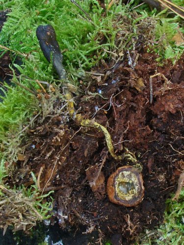 Elaphocordyceps ophioglossoides (triflaáruló-gomba) 3., Vomb-erdő, SWE Elaphocordyceps ophioglossoides (triflaáruló-gomba) 3., Vomb-erdő, SWE