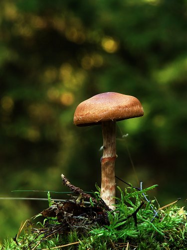 Cortinarius armillatus (vörösöves pókhálósgomba) 1., Vomb-erdő Cortinarius armillatus (vörösöves pókhálósgomba) 1., Vomb-erdő