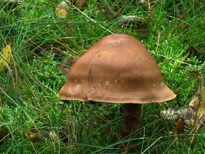 Cortinarius armillatus (vörösövű pókhálósgomba) 2., Vomb-erdő,SWE Cortinarius armillatus (vörösövű pókhálósgomba) 2., Vomb-erdő,SWE