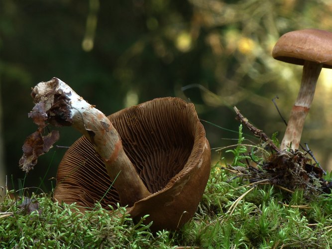 Cortinarius armillatus (vörösövű pókhálósgomba) 3., Vomb-erdő, SWE Cortinarius armillatus (vörösövű pókhálósgomba) 3., Vomb-erdő, SWE