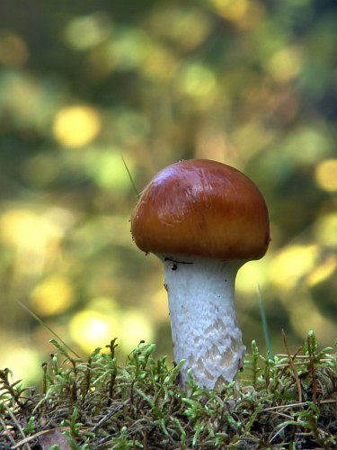 Cortinarius mucifluus (északi pókhálósgomba), Vomb-erdő, SWE Cortinarius mucifluus (északi pókhálósgomba), Vomb-erdő, SWE