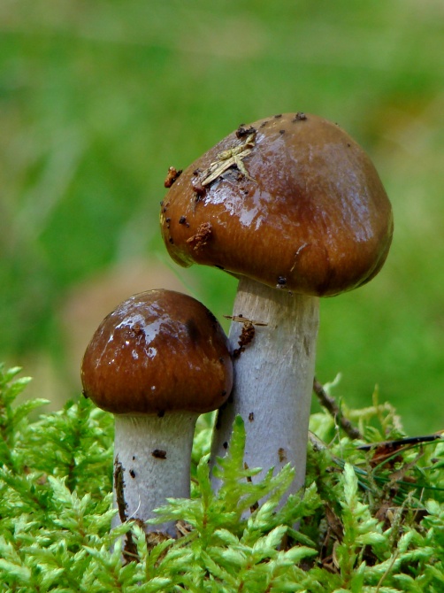 Cortinarius stillatitius (halványkéktönkű pókhálósgomba) Vomb-erdő, SWE Cortinarius stillatitius (halványkéktönkű pókhálósgomba) Vomb-erdő, SWE