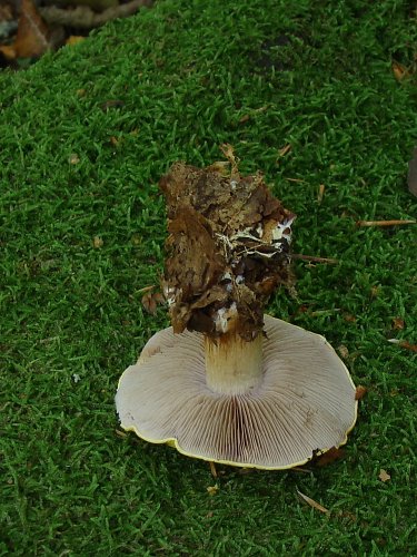 Cortinarius sp.1. Cortinarius sp.1.