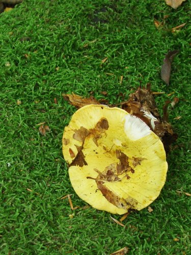 Cortinarius sp. 2. Cortinarius sp. 2.