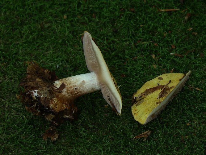 Cortinarius sp. 3. Cortinarius sp. 3.