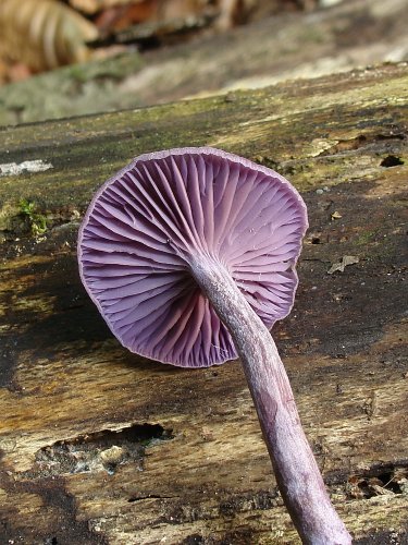 Laccaria laccata (lila pénzecskegomba) Vomb-erdő, SWE Laccaria laccata (lila pénzecskegomba) Vomb-erdő, SWE