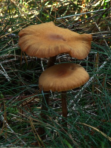 Laccaria proxima (pikkelyes pénzecskegomba) Vomb-erdő, SWE Laccaria proxima (pikkelyes pénzecskegomba) Vomb-erdő, SWE