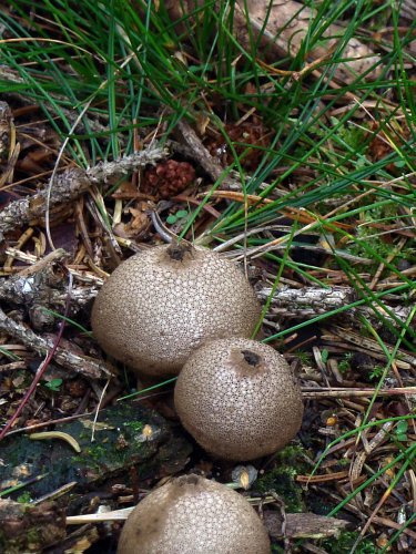 Lycoperdon sp. (pöfeteg faj), Vomb-erdő, SWE Lycoperdon sp. (pöfeteg faj), Vomb-erdő, SWE