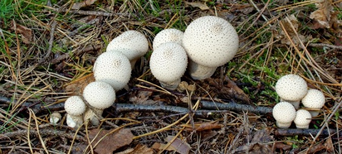 Lycoperdon sp. 2. Vomb-erdő, SWE Lycoperdon sp. 2. Vomb-erdő, SWE