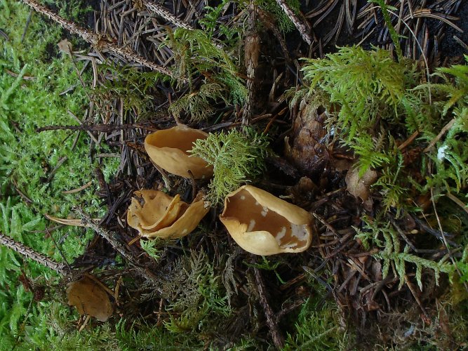 Otidea sp. Vomb-erdő, SWE Otidea sp. Vomb-erdő, SWE
