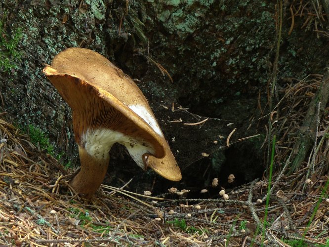 Paxillus involutus (begöngyöltszélű cölöpgomba), Vomb-erdő, SWE Paxillus involutus (begöngyöltszélű cölöpgomba), Vomb-erdő, SWE