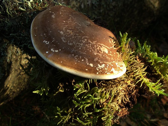 Piptoporus betulinus (nyírfa tapló) Vomb-erdő, SWE Piptoporus betulinus (nyírfa tapló) Vomb-erdő, SWE