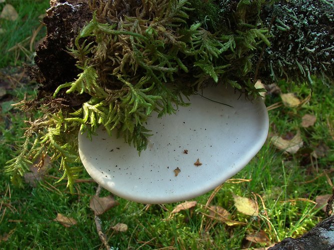 Piptoporus betulinus (nyírfa tapló) Vomb-erdő, SWE Piptoporus betulinus (nyírfa tapló) Vomb-erdő, SWE