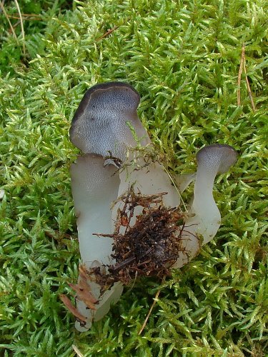 Pseudohydnum gelatinosum (kocsonyás álgereben) Vomb-erdő SWE