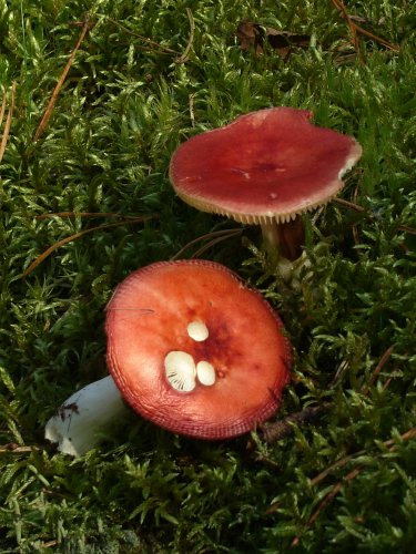 Russula sp., Womb-erdő, SWE Russula sp., Womb-erdő, SWE
