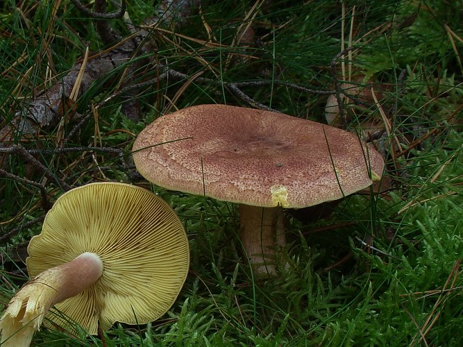 Tricholomopsis rutilans (bársonyos fapereszke) Vomb-erdő, SWE Tricholomopsis rutilans (bársonyos fapereszke) Vomb-erdő, SWE