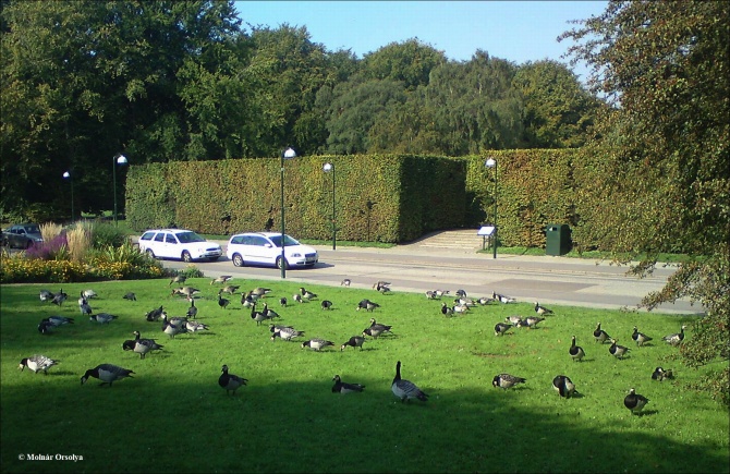 Branta bernicla (apácalúd), Malmő, SWE Branta bernicla (apácalúd), Malmő, SWE