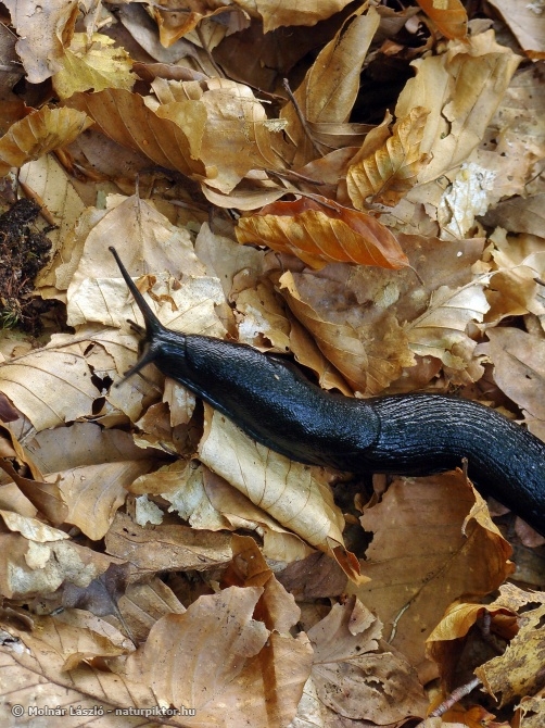 Arion ater (fekete csupaszcsiga), Söderåsen NP, SWE Arion ater (fekete csupaszcsiga), Söderåsen NP, SWE
