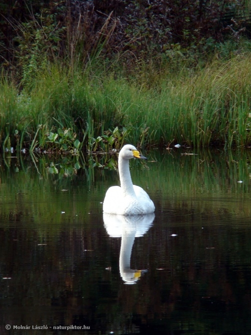 Cygnus cygnus (énekes hattyú), Söderåsen NP, SWE  Cygnus cygnus (énekes hattyú), Söderåsen NP, SWE