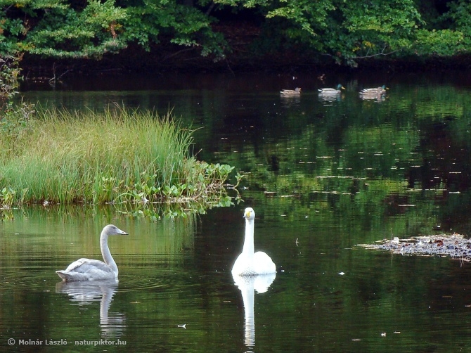 Cygnus cygnus (énekes hattyú), Söderåsen NP, SWE Cygnus cygnus (énekes hattyú), Söderåsen NP, SWE