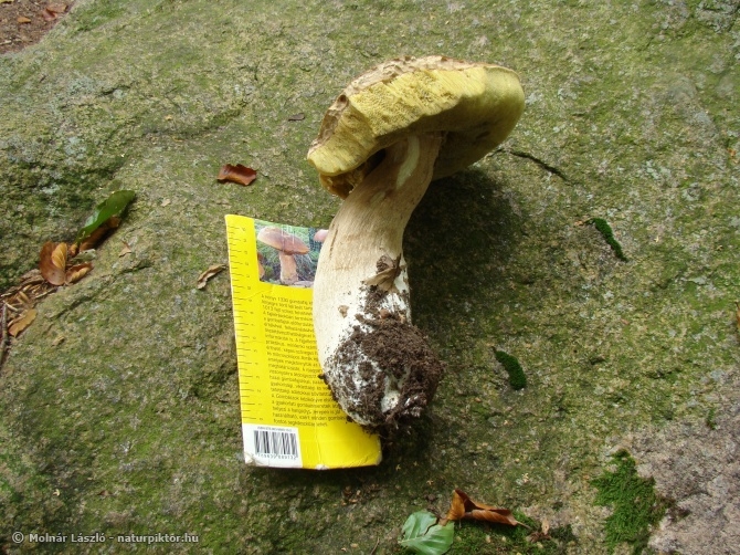 Boletus 2., Söderåsen NP, SWE Boletus 2., Söderåsen NP, SWE