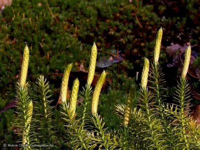 Lycopodium clavatum (kapcsos korpafű) 1., Söderåsen NP, SWE Lycopodium clavatum (kapcsos korpafű) 1., Söderåsen NP, SWE